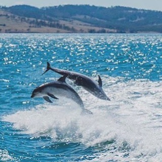 Catch the Peppermint Bay Ferry Lunch Cruise and there’s a good chance you’ll see this .  Photo by one of our ferry staff @kaylayouung  #tasmania  #hobartandbeyond  #brunyisland  #foodlover  #dolphins