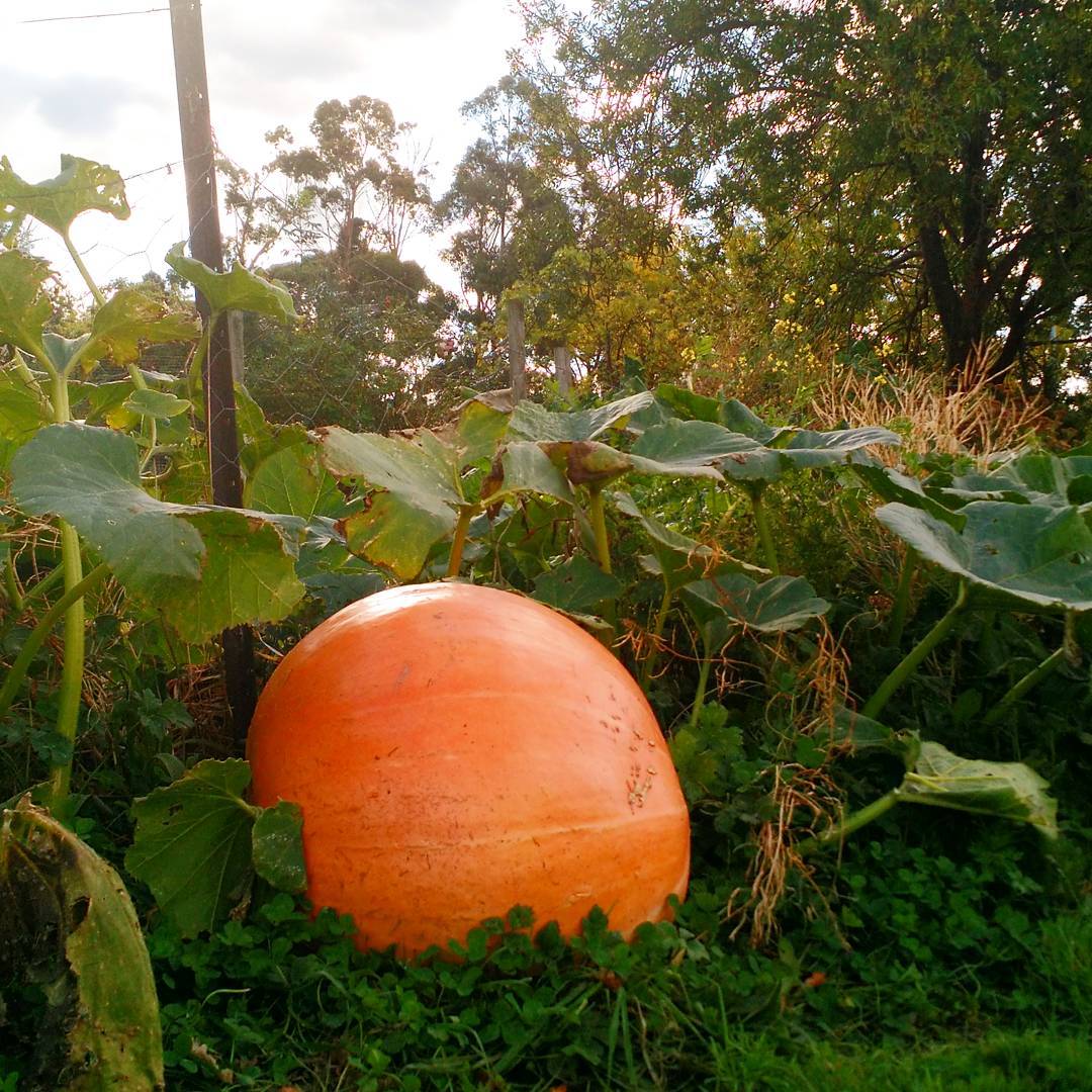 Gardener Greg’s attempt at growing a giant pumpkin! It appears to be coming along nicely #pumpkin #giant #Tasmania #kitchengarden #woodbridge