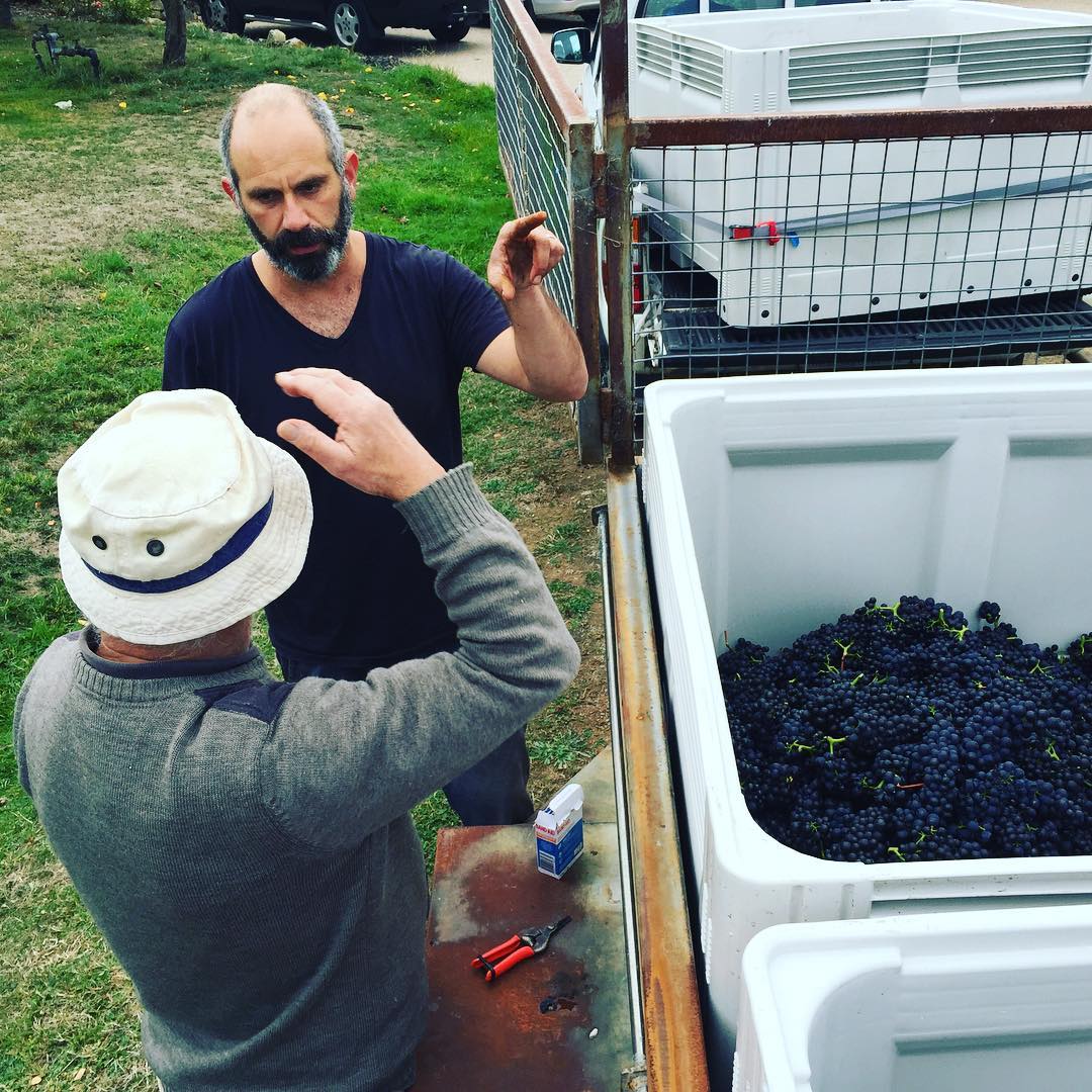 Great day of the year. Harvesting our Pinot in upper Birch Bay 
#tasmania  #pinot  #tassiepics  #natural @dmeure  @ben_lindell  @franklinhobart  @peppermint_bay