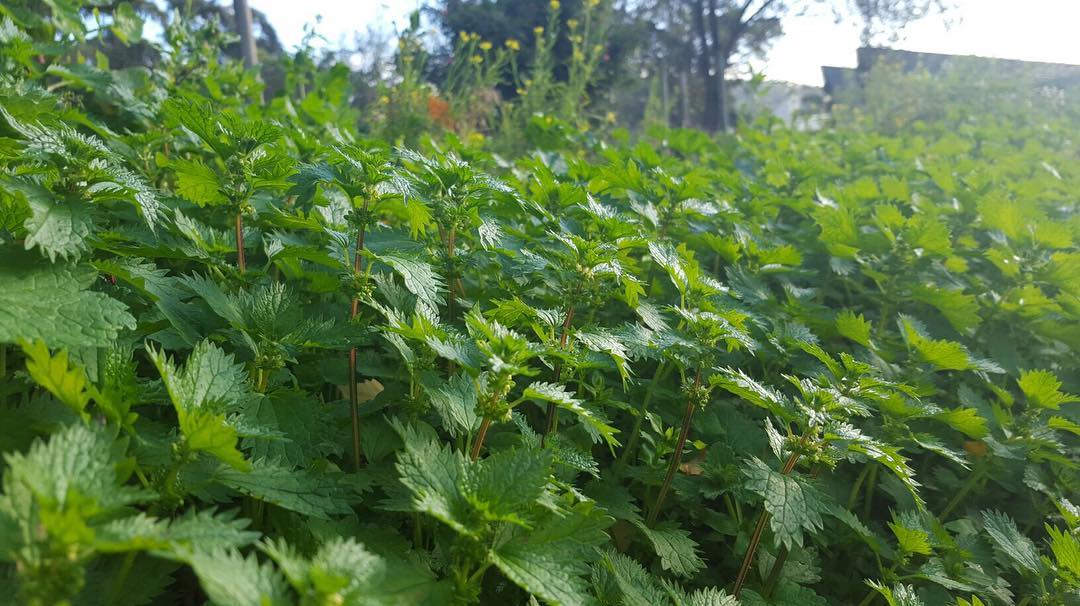 A sea of nettles in our garden .  We grow much of our produce right beside the restaurant.  And of course it provides our other restaurant @franklinhobart as well . ? @watyalookinat