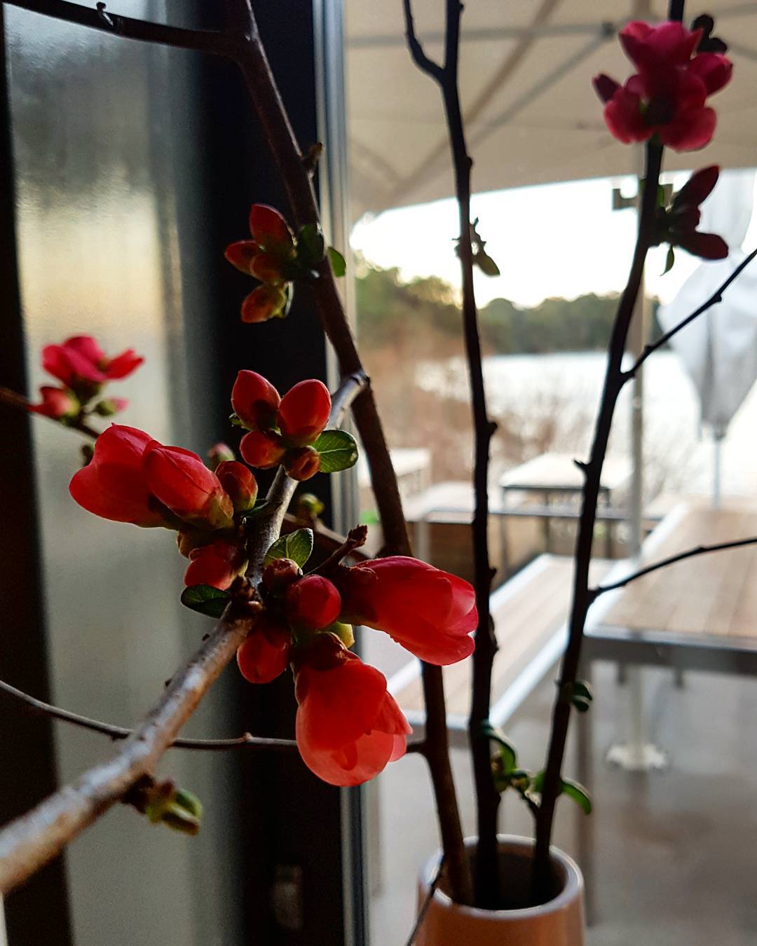 Some beautiful early blossoms from @lisakingstonflowers
?: @_tomsandy #blossom #early # flowers #peppermintbay #woodbridge #tasmania #tasmanianflorist