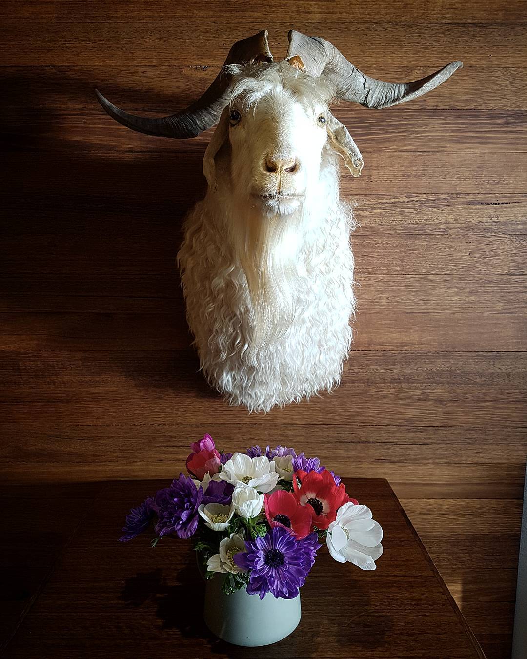 Enjoying the smell and colours of a beautiful bunch of flowers  by @lisakingstonflowers ?: @_tomsandy #flowers #tasmanianflorist #woodbridge #peppermintbay #tasmania #goat