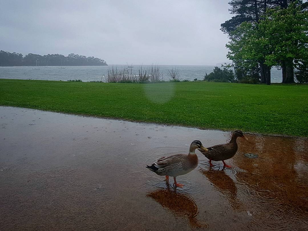 Great weather for ducks down here today folks! ?: @sandy_mckay92 #tasmania #duck #rain #wild #weather #spring #woodbridge