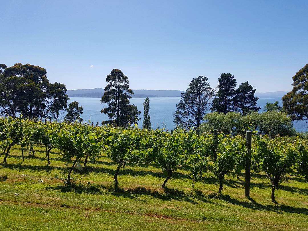 Beautiful day at Hoeyfeild vineyard today ?: @sandy_mckay92 #tasmania #hobart #vineyard #vines #vino #wine #winemakers #summer #bluesky #grapes