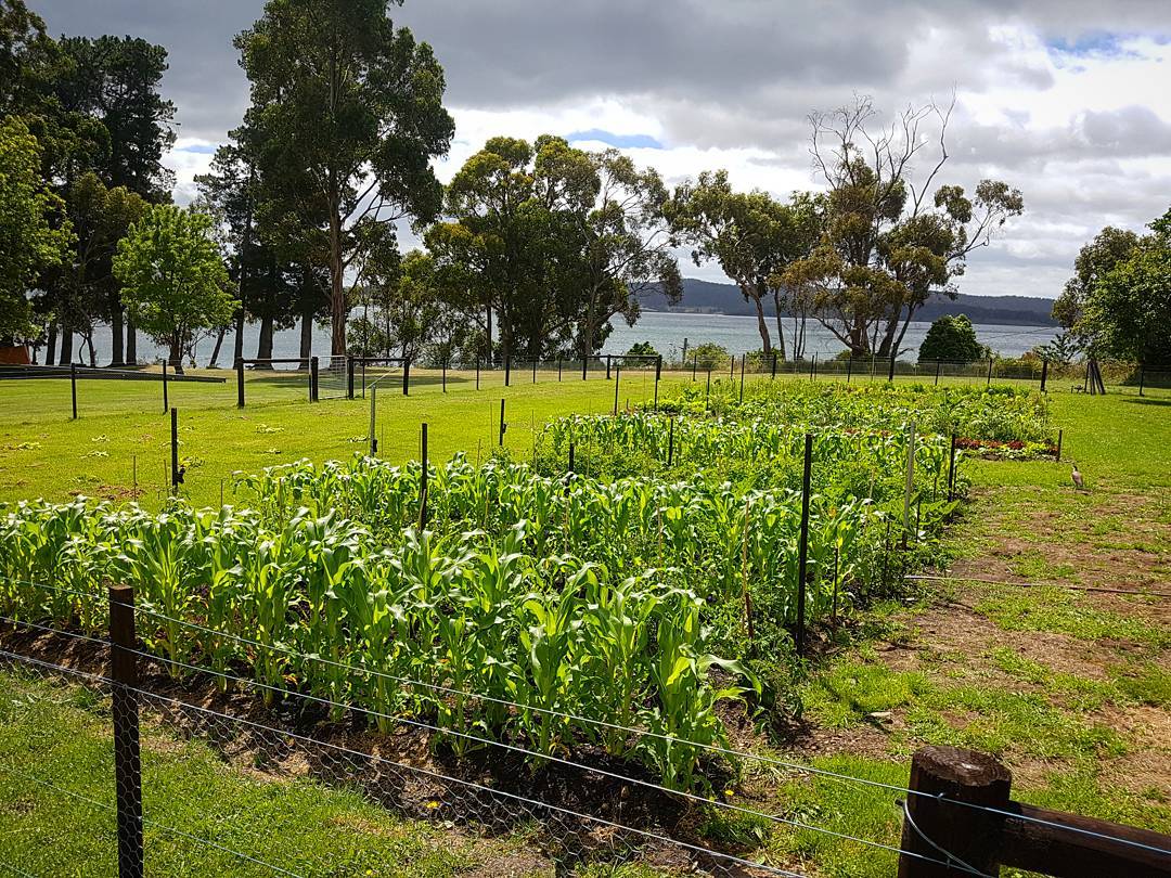 Our garden has been loving the weather of late! There will be plenty of new fresh produce hitting the plate both here at Peppermint Bay and @franklinhobart , our sister restaurant in Hobart. #tasmania #woodbridge #hobart #homegrown #garden #fresh #local #produce #food #tasfoodie
