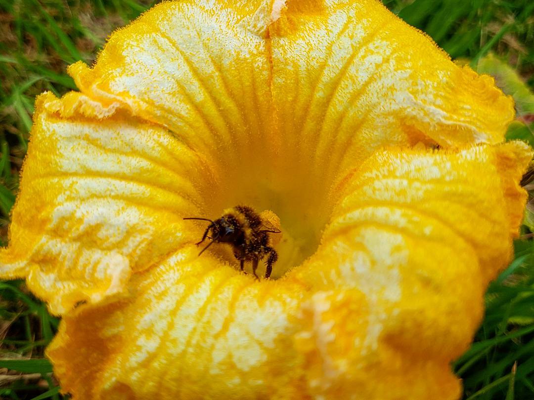 A bee enjoying one of our vibrant pumpkin flowers in or vege patch ?: @sandy_mckay92 #peppermintbay #woodbridge #tasmania #flower #garden #produce #homegrown #gardentoplate #bee