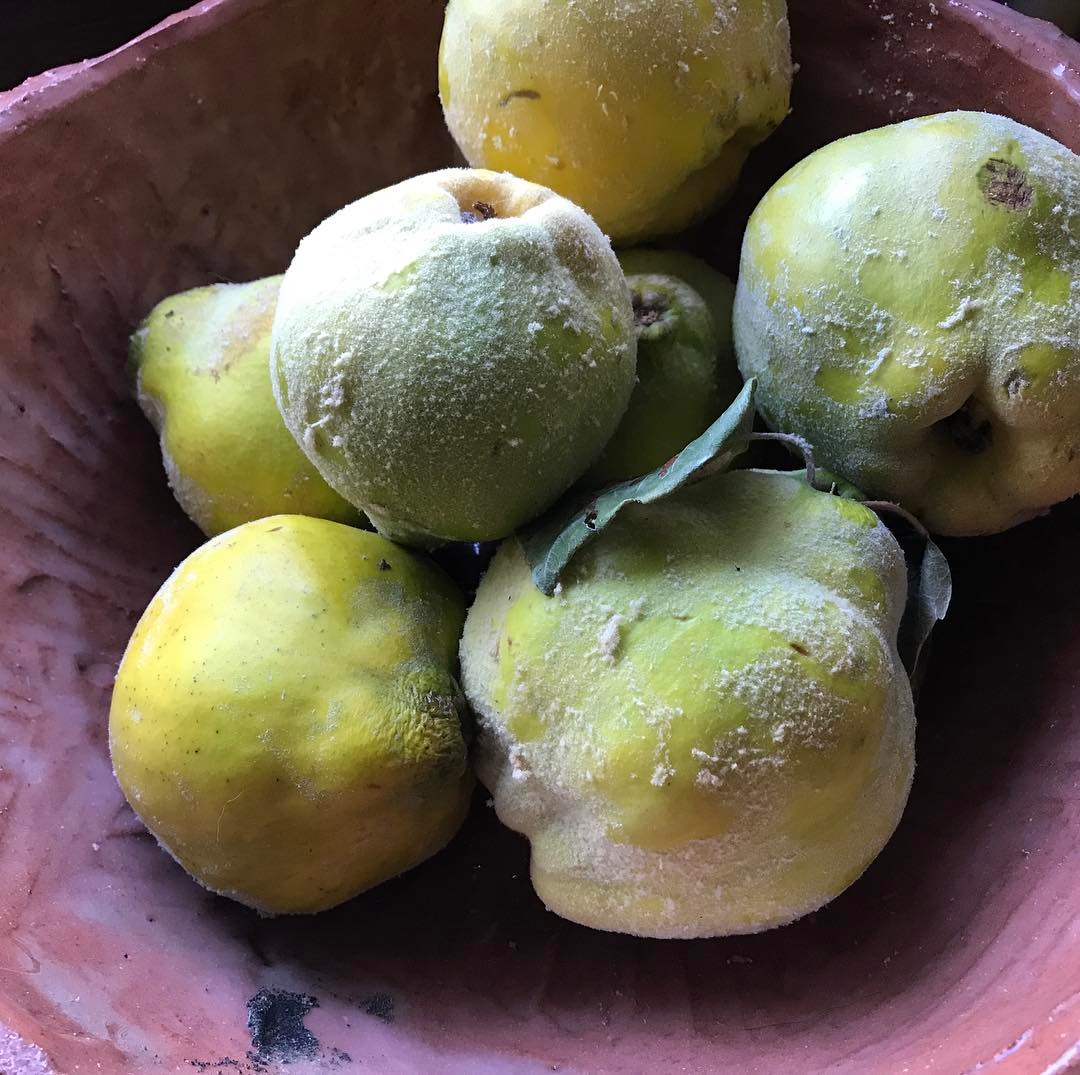 Local Quinces in season