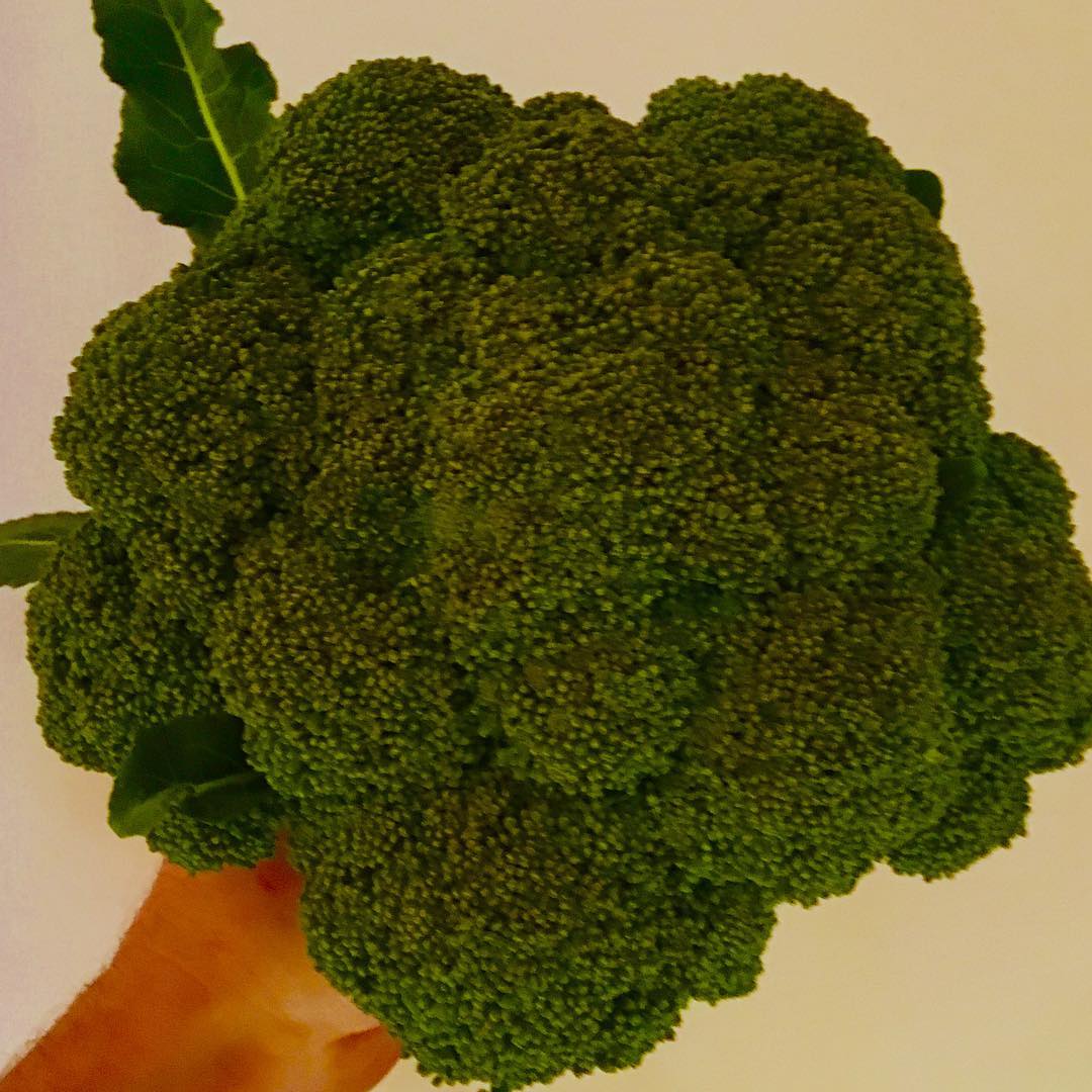 Get a head and come down to try some of the @peppermintbay #garden #produce #broccoli
