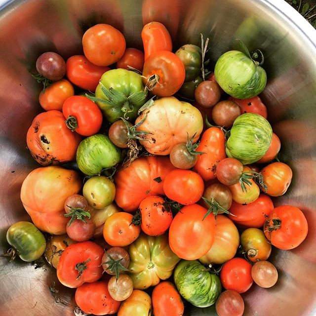Loading up for the @peppermint_bay_hotel cruise lunch today! #stillgettingtomatoes #hobartcruises #kitchengarden