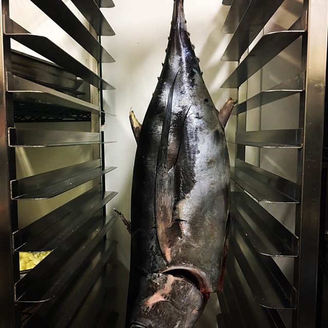 Tasty tuna . #letithang #tassietuna #suspendedfish #albacore slice and serve ..?