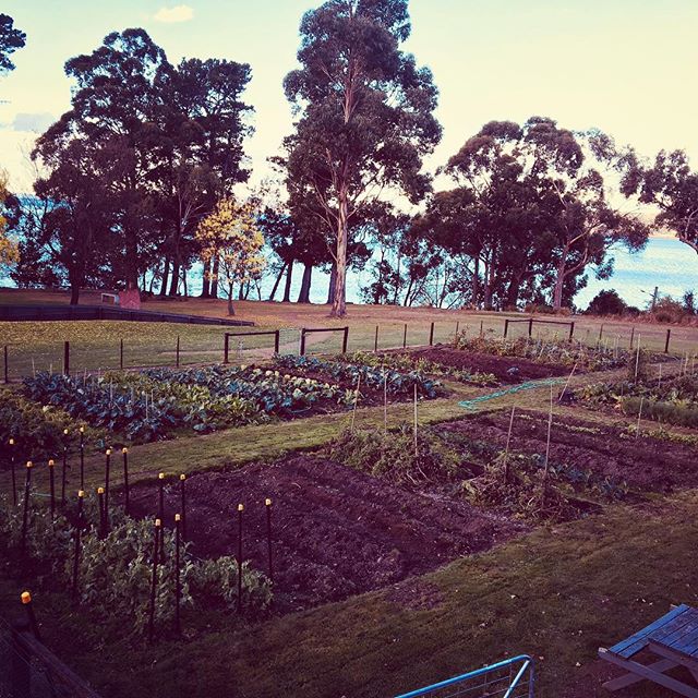 Things looking good in the @peppermint_bay_hotel  garden. #gardentoplate #kitchengarden #smallfarm
